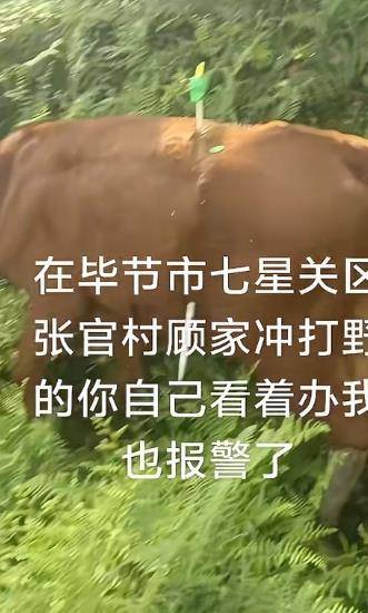 纽西兰中央联赛_贵州毕节一黄牛被铁扦射穿身体纽西兰中央联赛，主人报警：怀疑有人用无人机狩猎