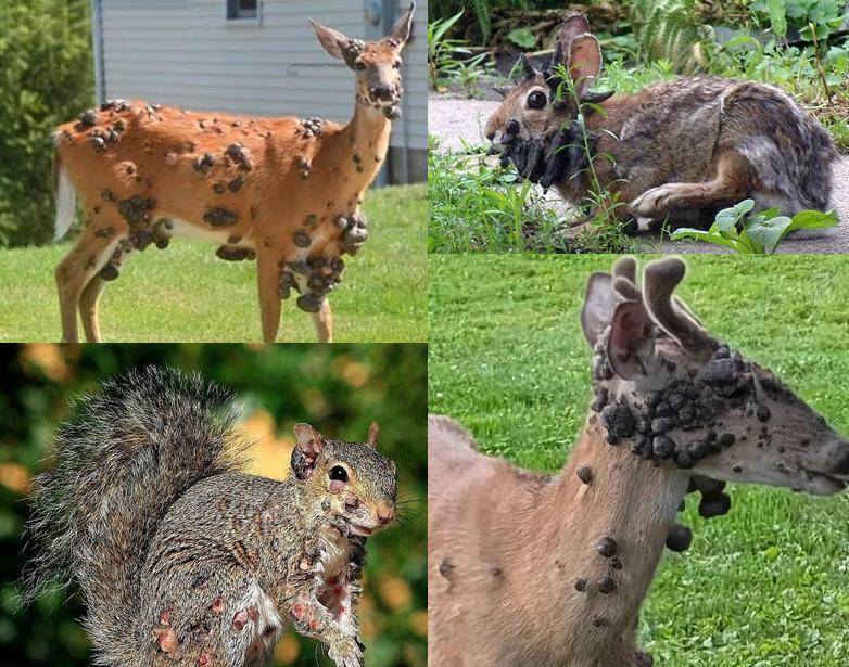 皇冠信用网账号申请_“僵尸松鼠”“触手兔”后皇冠信用网账号申请，英媒称美国又发现“变异鹿”